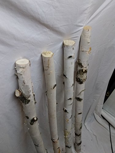 Four Medium White Birch Poles 4 ft