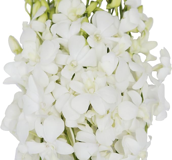 KaBloom PRIME NEXT DAY DELIVERY - WEDDING COLLECTION - 40 White Orchids Cut-to-Order and Homegrown in the USA). I Gift for Birthday Anniversary Thank You Mothers Day Fresh Flowers.