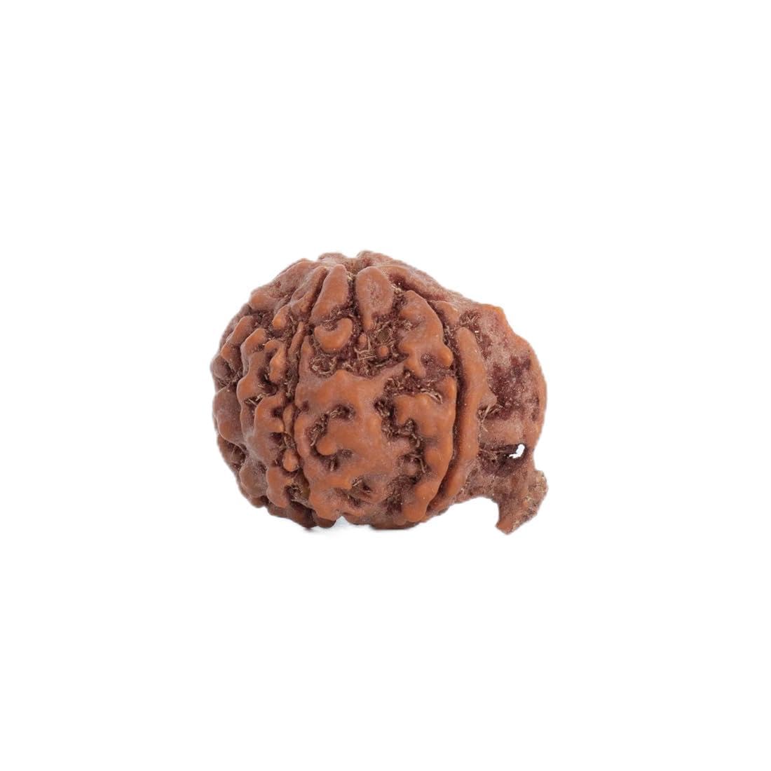 Astrotalk Ganesh Mukhi Rudraksha | Remove Obstacles & Unlock Success | 108 Hours Energized by Top Astrologers | Wisdom, Protecti