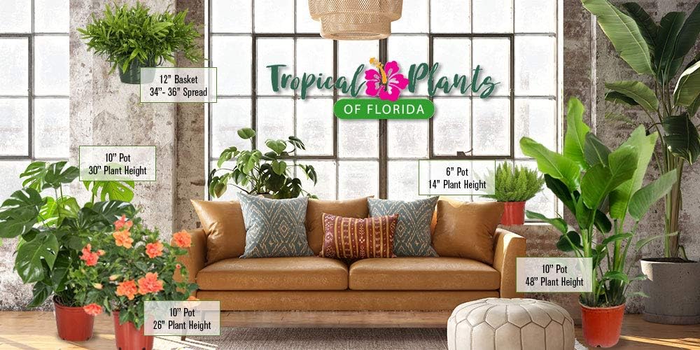 Tropical Plants of Florida - Pink Hibiscus Bush Dwarf - Tropical Flowering Plant Large - 12" to 16" Overall Height - 1 Gallon Planter (Plant Only)