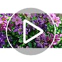 Artificial Fake Hanging Flowers Plants for Outdoor Spring Decoration,2 PCS Faux Silk Daisy with Eucalyptus Leaves,UV Resis...