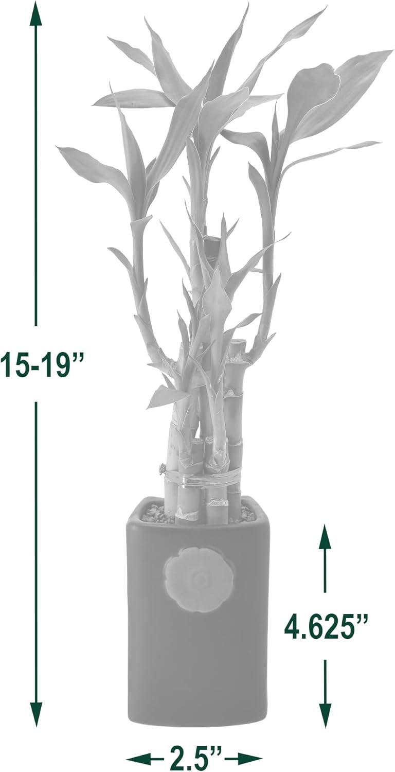 5-Stem Lucky Bamboo, Live Indoor Plant in Contour II Ceramic Planter for Home, Work, or Gift, Black ***Cannot Ship to Hawaii***
