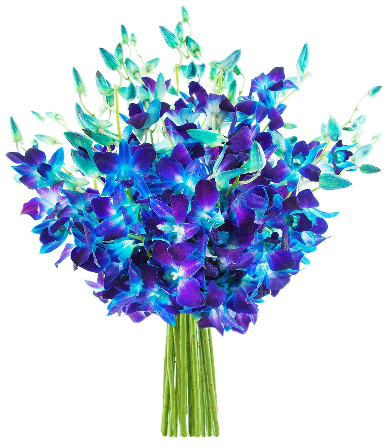 KaBloom Flowers -Valentines Day Collection - 20 Blue Orchid without vase Gift for Birthday Sympathy Anniversary Get Well Thank You Valentine Mothers Day Fresh Flowers