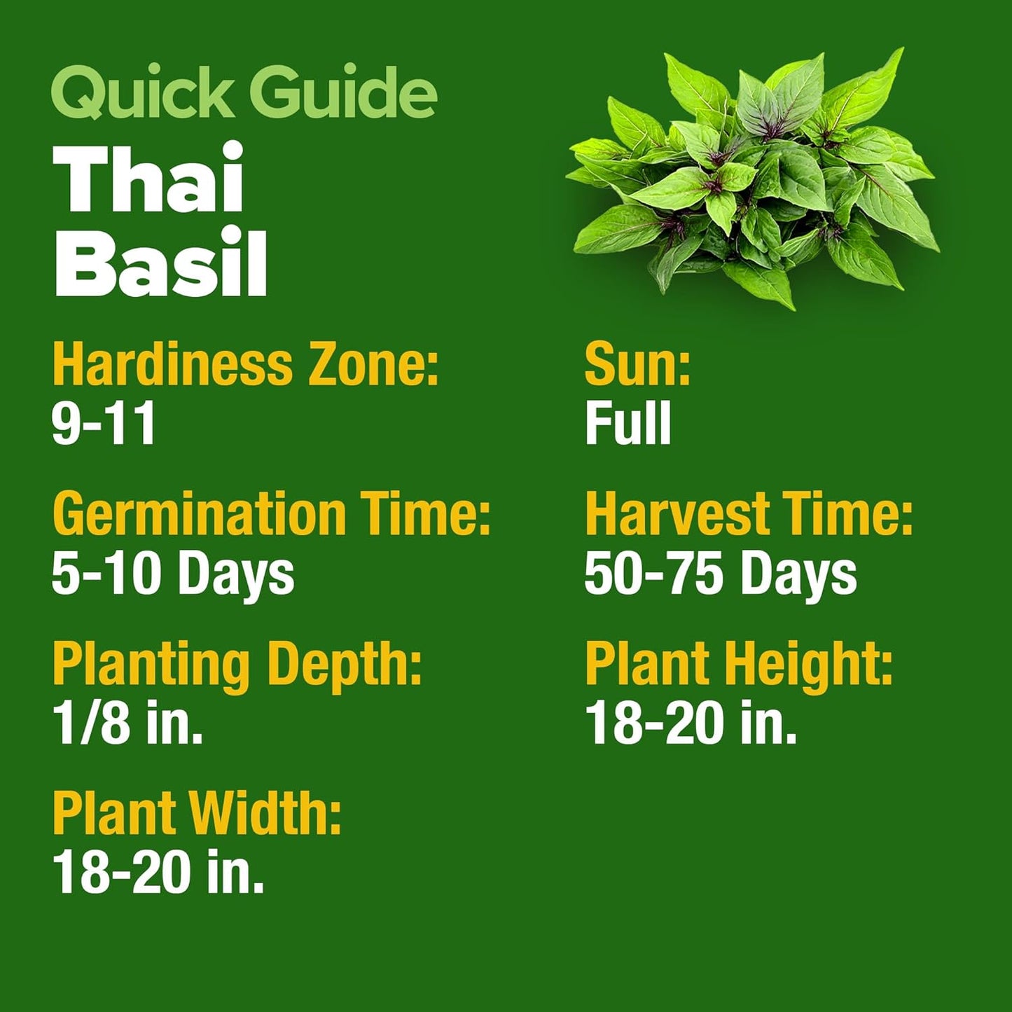 HOME GROWN Thai Basil Seeds Pack - 438 High Germination π‘π’π‘-ππ π’ π¨π¦π Heirloom Herb Seeds for Planting,Ideal for Growing Fresh Basil Planting Indoor or Outdoor(Ocimum basilicum var.thyrsiflora)