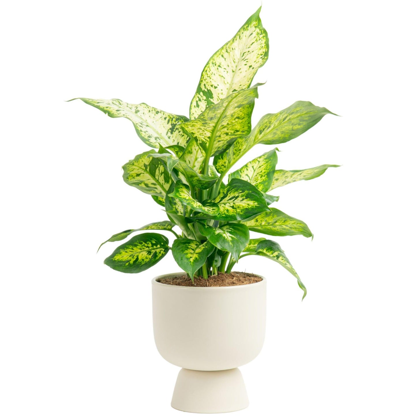 Costa Farms Dieffenbachia, Dumb Cane Live Plant in Decorative Pot, Easy to Maintain Indoor Houseplant, Perfect for Home, Room, o
