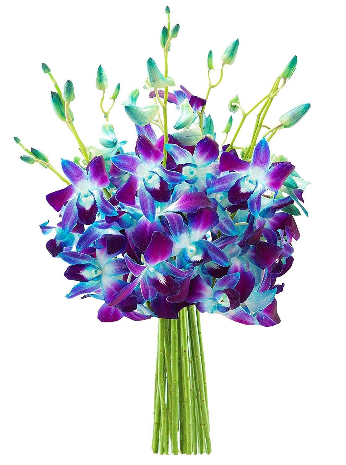 KaBloom Flowers - Exotic Sapphire Orchid Bouquet of Blue Orchids Without Vase - Gift for Birthday Sympathy Anniversary Get Well Valentine Mothers Day Fresh Flowers