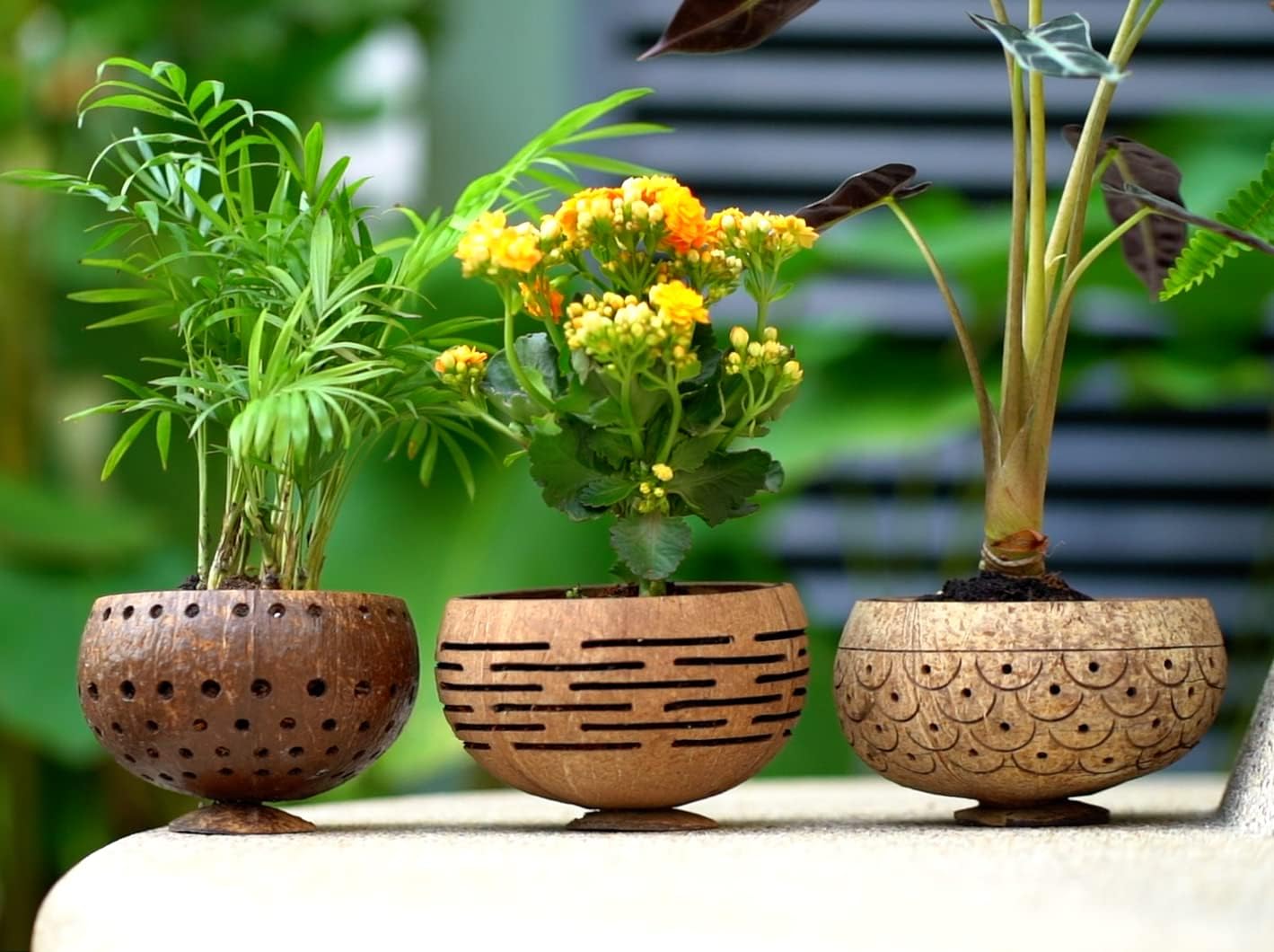 Horizons Coconut Planter w/ Drainage Hole- Perfect for Succulents, Flowers, Small Plants, Indoor & Outdoor Gardens- Handcarved by Artisans, Eco-Friendly & Sustainable