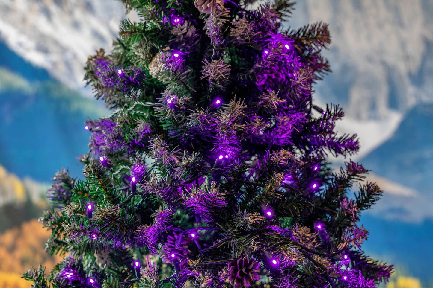 Novelty Lights 25ft Purple LED Christmas String Lights, 50 Lights, Dimmable, Connectable, Brown Wire, UL Listed, IP55