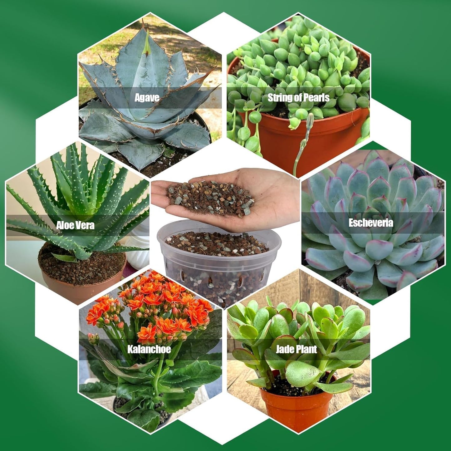 Succulent & Cactus Soil Potting Mix 2qt, Natural Organic Potting Mix for Cactus, Succulent, Palm, and Citrus Grown in Containers Indoors and Outdoors
