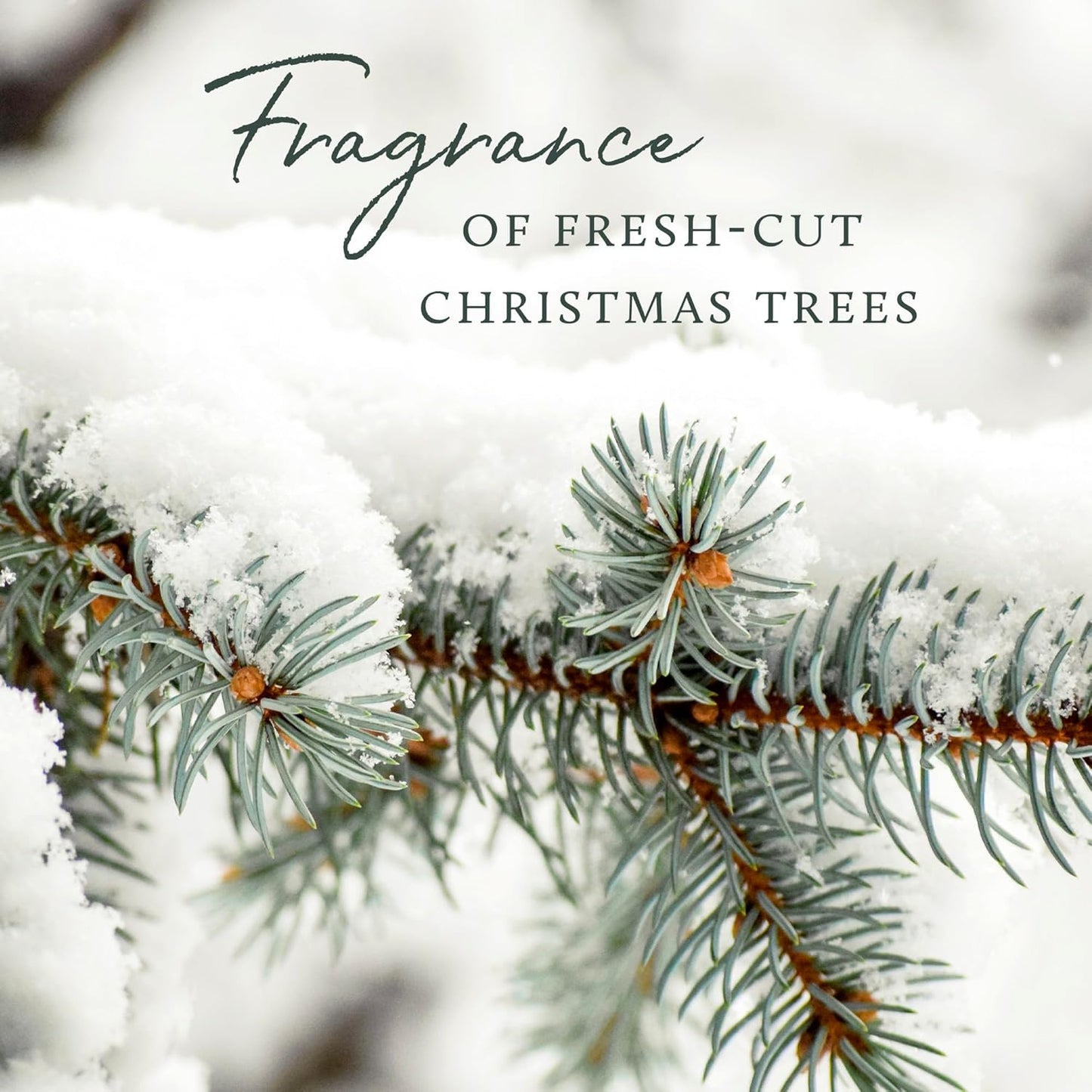 Thymes Frasier Fir Pine Needle Candle – Holiday Candles for Home Scented with Notes of Crisp Siberian Fir, Cedarwood & Sandalwood – Christmas Decor – Christmas Gifts for Women & Men (6.5 oz)