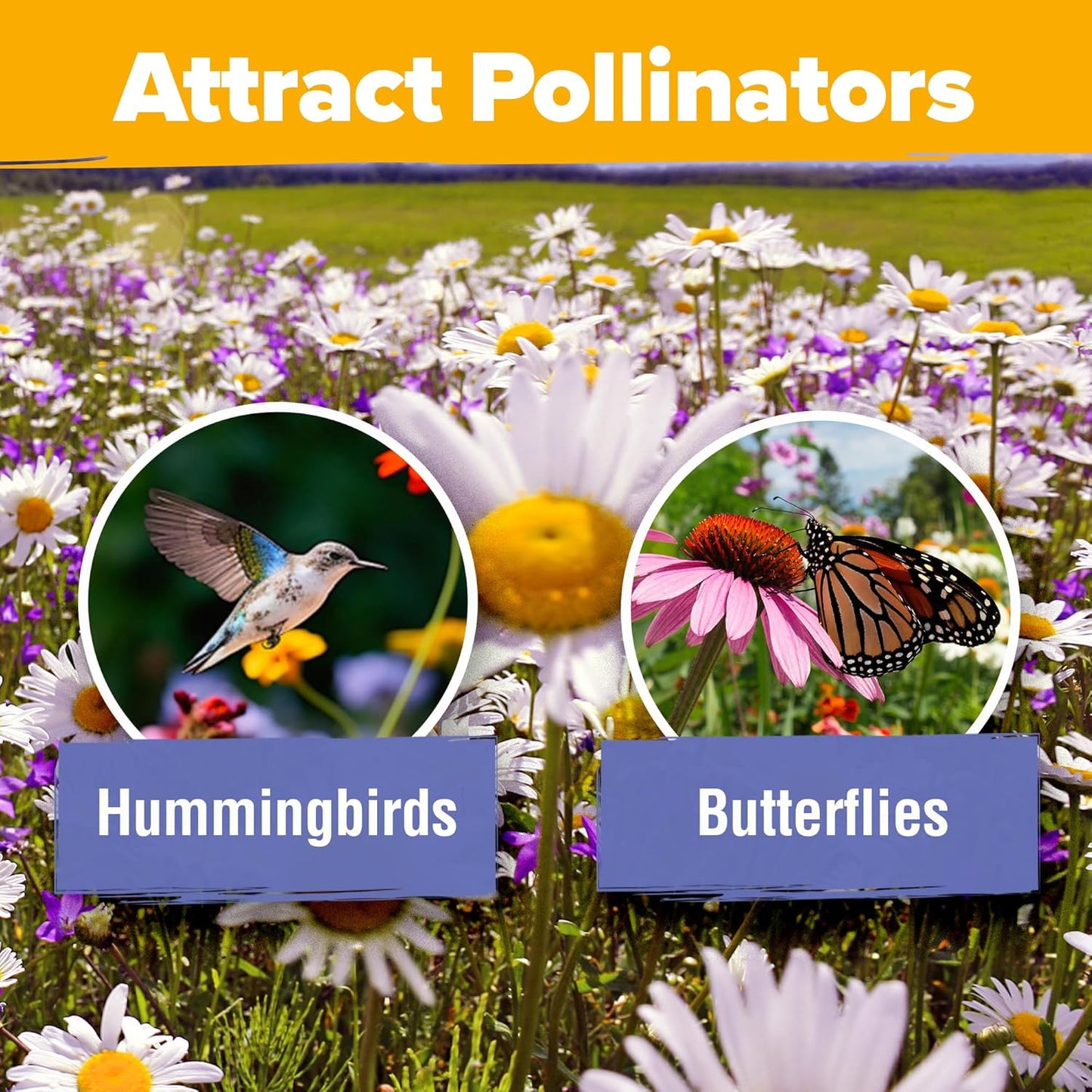 HOME GROWN Wildflower Seeds Mix - 47,400+ Non-GMO USA-SOURCED Seeds - 19 Perennial Flower Varieties for Planting Outdoors - Attract Butterflies & Birds - 3oz Wild Flower Seed Mix