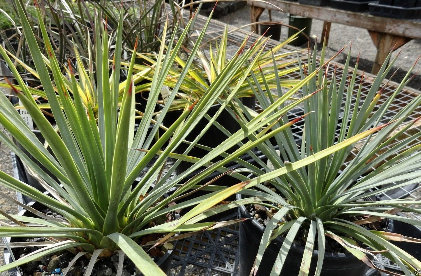 20 Seeds Banana Yucca - Drought Tolerant,Edible Fruits,Yucca baccata !