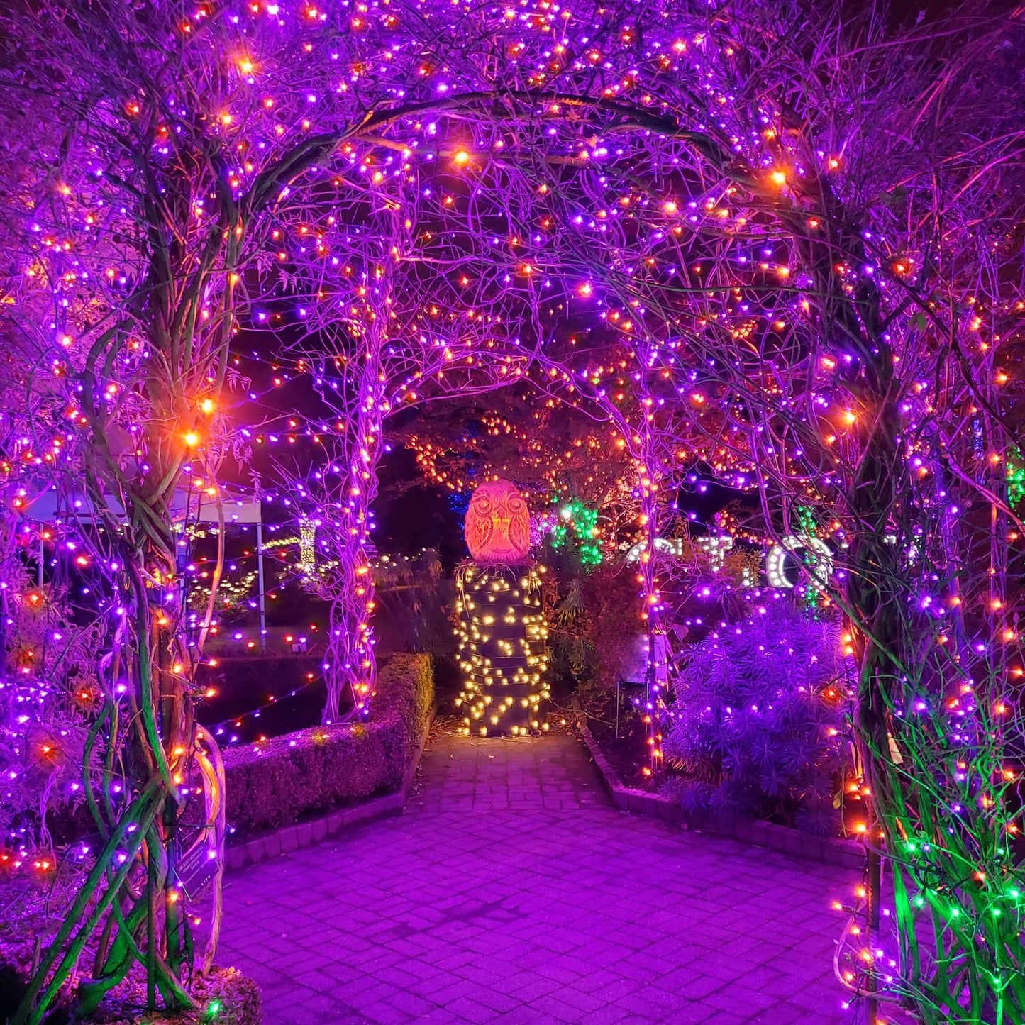 weillsnow 500 LED Halloween String Lights, 164FT, 8 Modes, Waterproof, Purple & Orange, Model HB-500COI