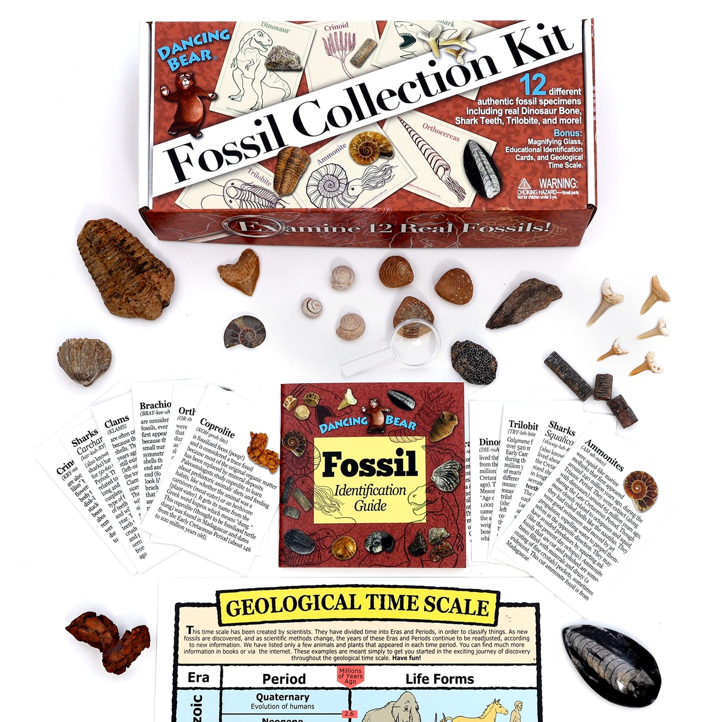 DANCING BEAR Fossil Collection Kit (12 pc Set) Real Shark Teeth, Dinosaur Bone, Coprolite (Poop!), Fossil ID Book, STEM Science Set
