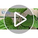 Vivifying Jute Twine, 165 Feet 4mm Thick Natural Jute Rope for Crafts, Garden Ties, Climbing Plants, Hanging and Packing (...