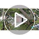 VEVOR Manual Pole Saw, 7.3-27 ft Extendable Tree Pruner, Sharp Steel Blade and Scissors High Branches Trimming, Branch Tri...