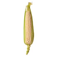 White Sweet Corn️