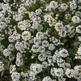 Bentley Seeds Old Glory Flower Mix - Pre Filled American Flag Seed Packets - 25 Annual Wildflower Seed Packs - Perfect Eco-Friendly Gift for DIY Gardeners or New Homeowners - Non GMO Seeds
