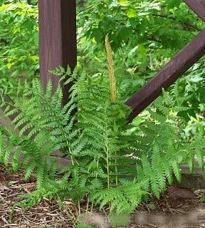 Greenwood Nursery: Live Perennial Plants - Cinnamon Fern + Osmundastrum Cinnamomeum - [Qty: 2X Pint Pots] - (Click for Other Available Plants/Quantities)