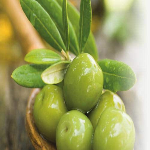 Fruits & Passion Cucina Olive and Coriander 60ml Hand Butter and Regenerating Cream Bundle (Olive and Coriander Tree)