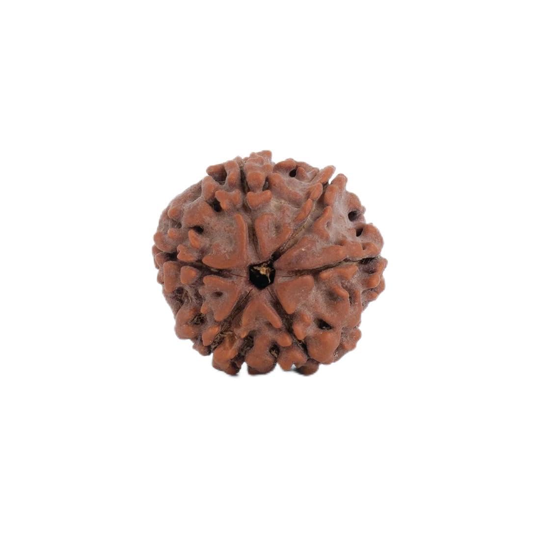 Astrotalk Nepal Origin 6 Mukhi Rudraksha | Boost Focus & Confidence | 108 Hours Energized by Top Astrologers | Mental Clarity, W