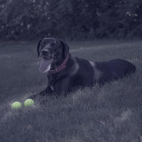 Chew King by Mammoth Glow-in-the-Dark Dog Fetch Balls (8-Pack), Lattice Rubber Balls for Night Play, High Bounce Fetch Toy...