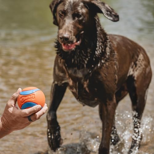 Chuckit! Ultra Ball Dog Toy - Size XXL - For Dogs 100+ lbs - Made from Durable Rubber - Super Bouncy - Floats in Water - ...