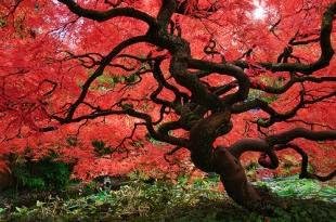 Red Dragon Weeping Japanese Maple - 3 Year Live Plant
