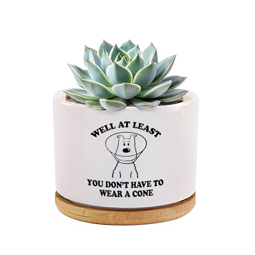 Loovelo Well at Least You Don’t Have to Wear A Cone Recovery Gifts Ceramic Succulent Plant Pot with Bamboo Tray Round Get ...