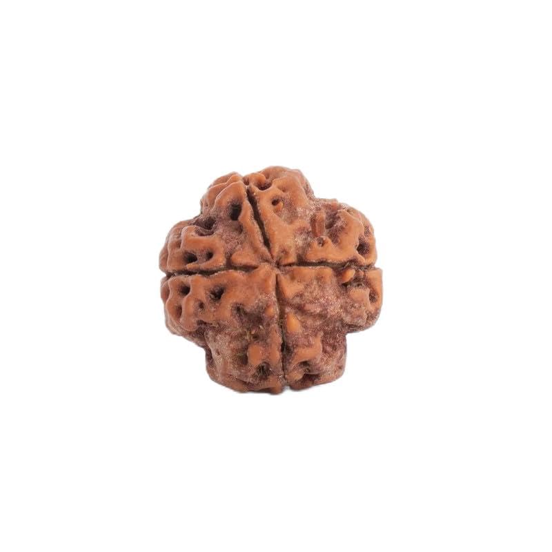 Astrotalk Nepal Origin 4 Mukhi Rudraksha | Boost Creativity & Intellectual Growth | Clarity, Confidence & Self-Expression | Sacred Rudraksha Bead for Women & Men