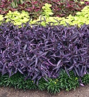 Purple Queen Tradescantia Setcresea I 30 Live Plants I Spiderwort | Lush Magenta Foliage for Striking Garden Contrast, Ideal for Ground Cover, Borders, & Containers