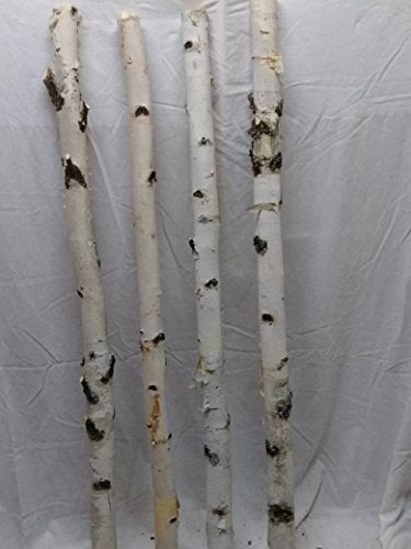Four Medium White Birch Poles 4 ft