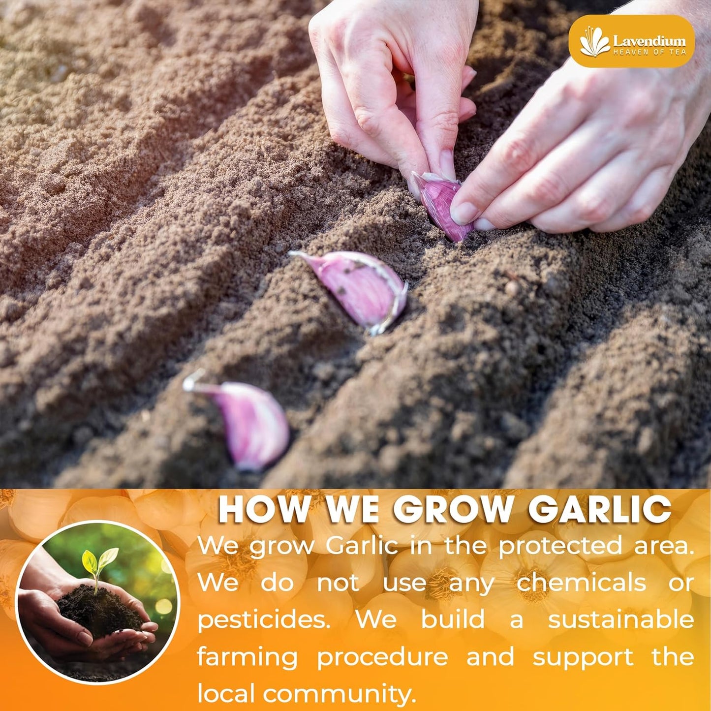 Premium Garlic Powder, 100% Natural and Pure from Garlic, Rich Flavor, Perfect for Cooking & Seasoning
