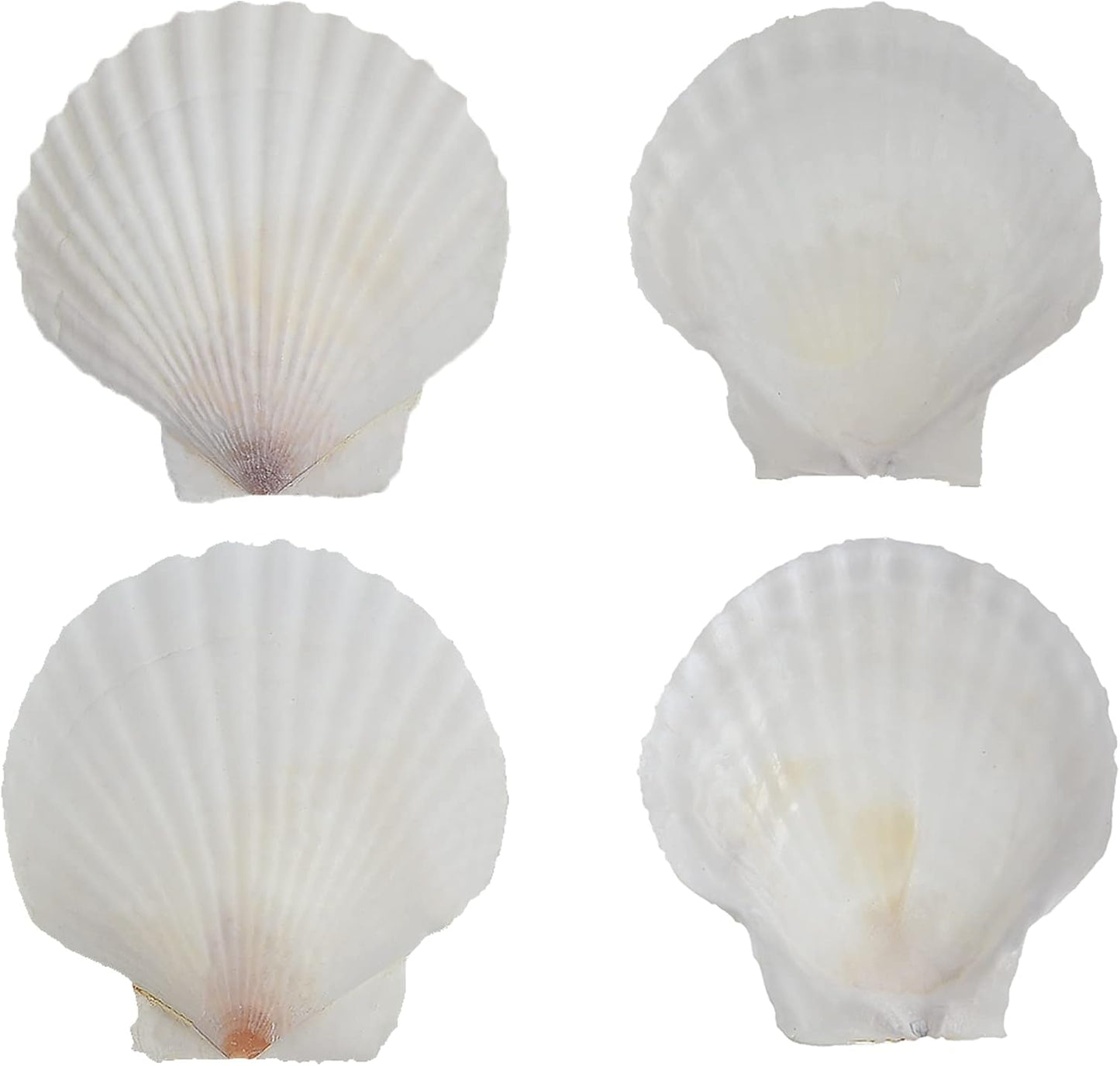 12 Pcs Sea Shells White Large Scallop Shells for Baking Cooking, Big Natural Clam Seashells for DIY Crafts Seashell Beach Decorating for Home Decor(3.5-4inch)