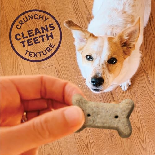 Old Mother Hubbard Wellness P-Nuttier Dog Biscuits, Natural, Training Treats, Peanut Butter Flavor, Mini Size, (6 Pound Box)