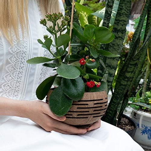 Set of 4 Horizons Coconut Planters w/Drainage Hole- Perfect for Succulents, Flowers, Small Plants, Indoor & Outdoor Gardens- Handcarved by Artisans, Eco-Friendly & Sustainable