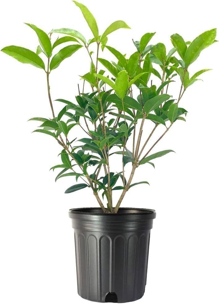 Fragrant Tea Olive | 1 Live Gallon Size Plant | Osmanthus fragrans | Ideal for Gardens & Landscaping | Easy-to-Grow Evergreen Shrub | Delightful Sweet Scent | Decorative & Versatile