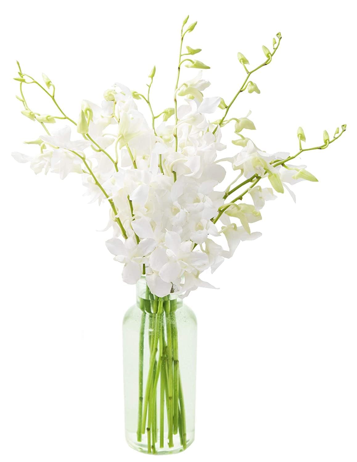 KaBloom Flowers - Mothers Day Collection - 20 White Orchid with vase  Gift for Birthday  Sympathy  Anniversary  Get Well  Thank You  Valentine  Mothers Day Fresh Flowers