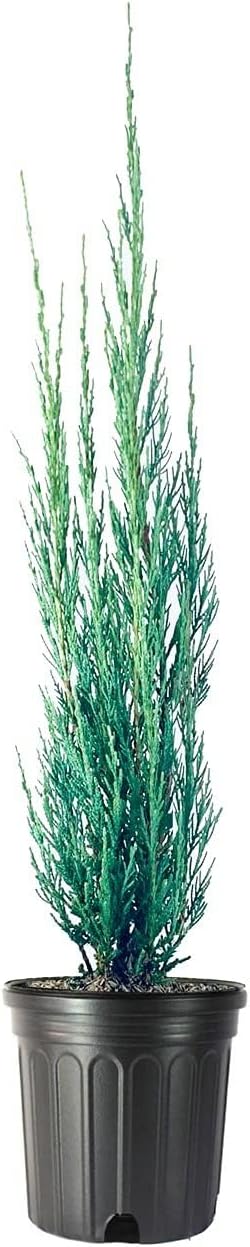 Skyrocket Juniper | 1 Live Gallon Size Tree | Juniperus Scopulorum | Drought Tolerant Cold Hardy Formal Upright Evergreen Plant