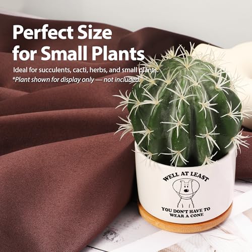 Loovelo Well at Least You Don’t Have to Wear A Cone Recovery Gifts Ceramic Succulent Plant Pot with Bamboo Tray Round Get ...