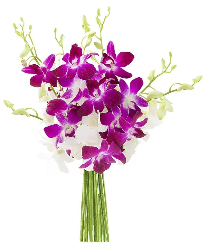 KaBloom Flowers -Valentines Day Collection - 10 Purple and 10 White Orchid without vase  Gift for Birthday  Sympathy  Anniversary  Get Well  Thank You  Valentine  Mothers Day Fresh Flowers