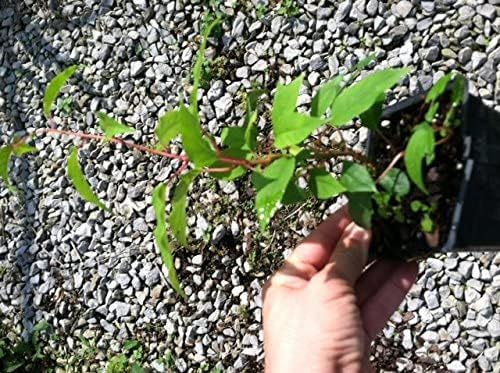 3 Hardy Kiwi Plants- 2 Female Ananasnaya, and One Male Pollinater-All in 4 Inch Cups/Kiwi Aruguta. Awesome Starter Plants!