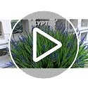 alyptus 12 Bundles Artificial Plants Outdoor Fake Monkey Grass with Flowers for Pot UV Resistant Plant Decor for Window Ga...