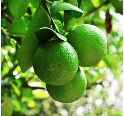 Birthday Live Persian Lime Tree Gift, Dwarf Citrus Tree, Easy to Grow, Indoor/Outdoor, Unique Birthday Present, by The Magnolia Company, Can't Ship to CA, AL, AZ, LA, TX