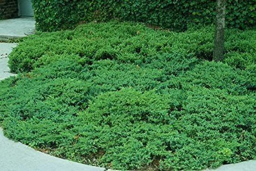 San Jose Juniper | 30 Live Plants | Juniperus Chinensis | Bonsai Drought Tolerant Cold Hardy Evergreen Groundcover