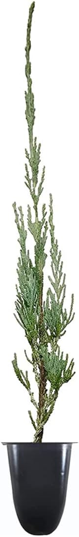 Skyrocket Juniper | 10 Live Plants | Juniperus Scopulorum | Evergreen Privacy Screen, Fast Growing Landscape Tree, Low Maintenance Garden, Ornamental Foliage, Drought Tolerant Plant