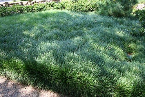 Mondo Grass - 30 Live Plants - Ophiopogon Japonicus - Live Evergreen Groundcover Plants - Shade Loving