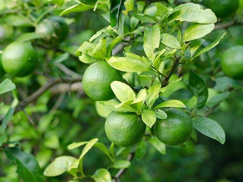 Birthday Persian Lime Tree Gift, Dwarf Citrus Tree, Easy to Grow, Indoor/Outdoor, Unique Birthday Gift for Home Gardeners, by The Magnolia Company, Can't Ship to CA, AL, AZ, LA, TX