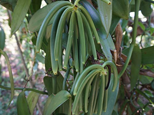 15 Organic Grade A Madagascar Vanilla Beans for Extract and Baking by FITNCLEAN VANILLA| Certified USDA Organic. 6"-7.5" Bulk Bourbon Fresh NON-GMO Whole Gourmet Pods