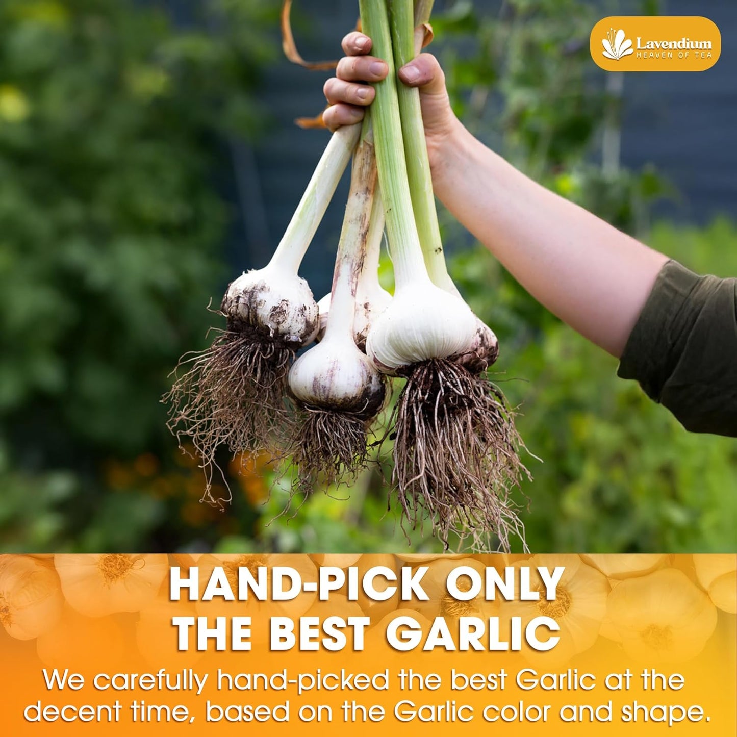 Premium Garlic Powder, 100% Natural and Pure from Garlic, Rich Flavor, Perfect for Cooking & Seasoning